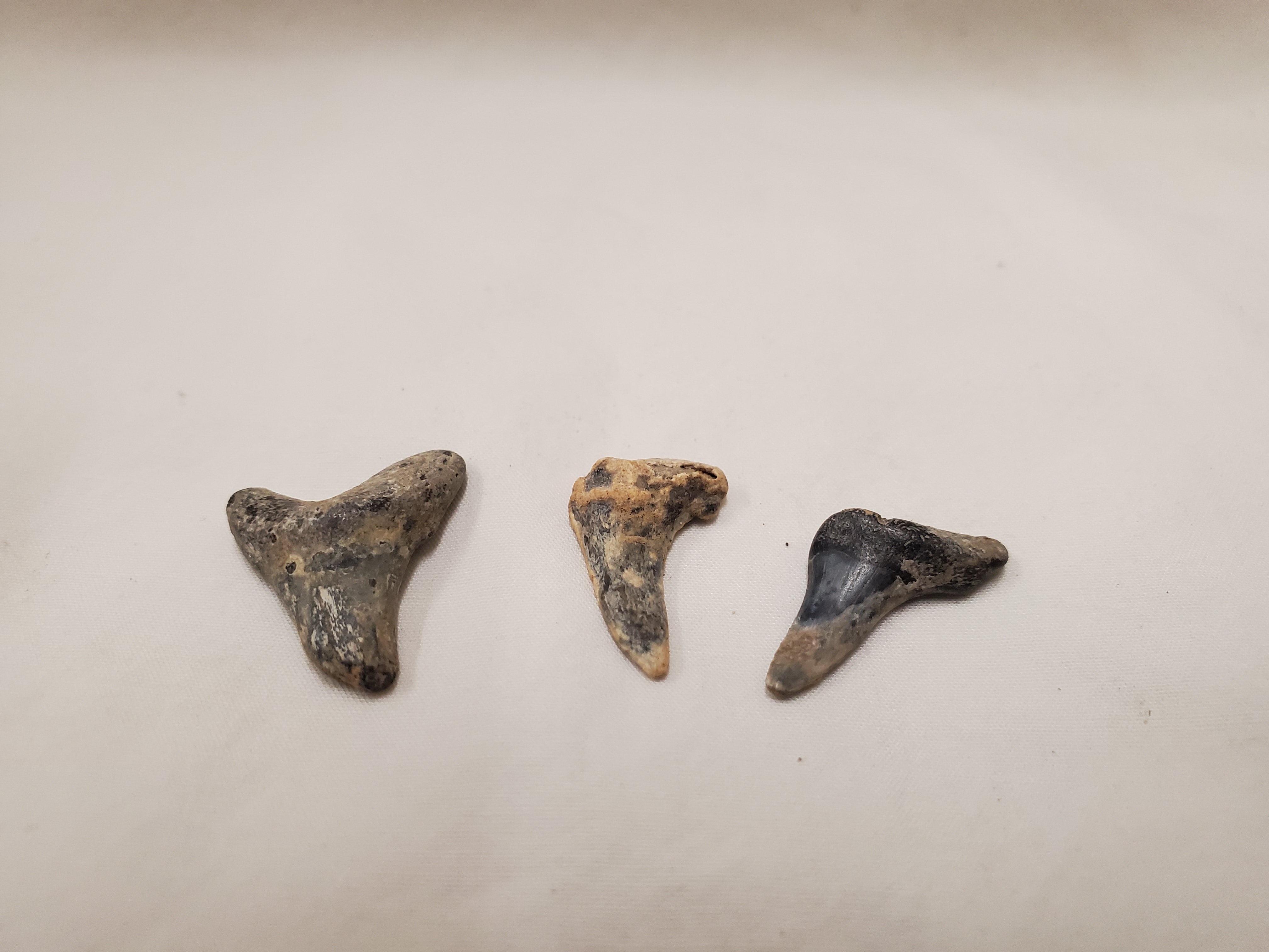Three fossilized shark teeth on a white background 